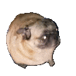File:Fundog.gif